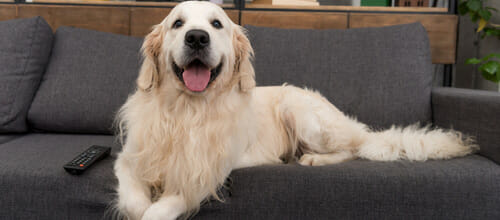 Hund liggande i soffan